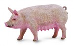 COLLECTA MACIORA