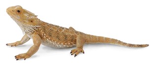 COLLECTA JASZCZURKA DRAGON
