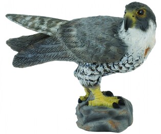COLLECTA SOKÓŁ