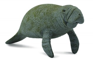 COLLECTA SŁOŃ MORSKI