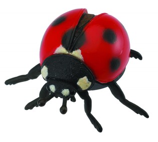 COLLECTA BIEDRONKA 2