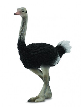 COLLECTA STRUŚ
