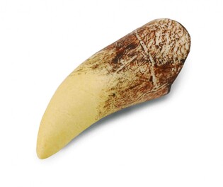 COLLECTA ZĄB TYRANOZAURA W OPAKOWANIU 2