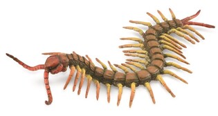 COLLECTA STONOGA