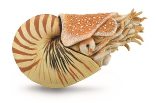 COLLECTA NAUTILUS POMPILIUS