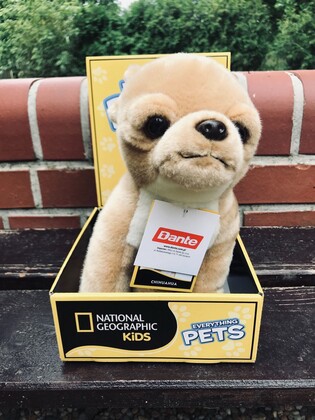 NATIONAL GEOGRAPHIC GIFT BOX PIES CHIHUAHUA 3