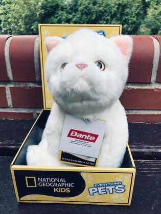 NATIONAL GEOGRAPHIC GIFT BOX KRÓTKOWŁOSY KOT EGZOTYCZNY 3
