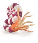 COLLECTA  PRAVITOCERAS