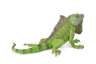 COLLECTA IGUANA