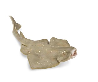 COLLECTA RASZPLA ZWYCZAJNA