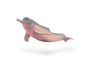 COLLECTA INIA AMAZOŃSKA