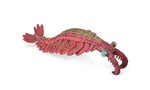 COLLECTA ANOMALOCARIS