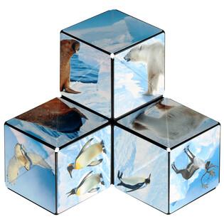 SHASHIBO ARCTIC 7