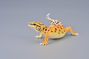 COLLECTA GEKON TYGRYSI 5