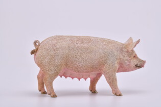 COLLECTA MACIORA 4