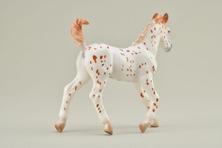 COLLECTA ŹREBIĘ KNABSTRUP 4