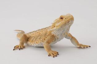 COLLECTA JASZCZURKA DRAGON 3