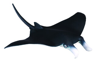 COLLECTA MANTA DIABEŁ MORSKI 4