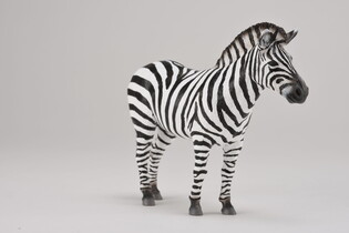 COLLECTA ZEBRA POSPOLITA 4