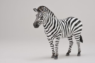 COLLECTA ZEBRA POSPOLITA 5