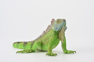 COLLECTA IGUANA 3