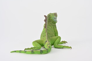 COLLECTA IGUANA 4