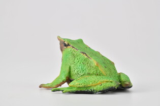 COLLECTA ŻABA 3