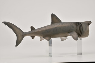 COLLECTA DŁUGOSZPAR 4