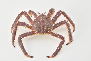 COLLECTA KRAB KRÓLEWSKI 3