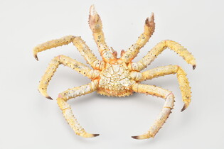 COLLECTA KRAB KRÓLEWSKI 5