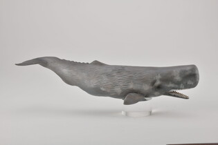 COLLECTA KASZALOT SPERMACETOWY 5