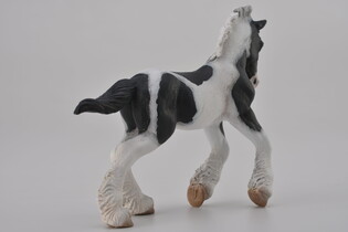 COLLECTA ŹREBIĘ RASY TINKER MAŚCI SROKATEJ 5