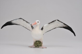 COLLECTA ALBATROS WĘDROWNY 4
