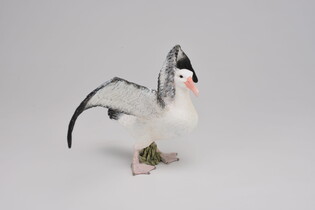 COLLECTA ALBATROS WĘDROWNY 5
