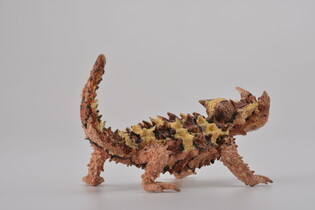 COLLECTA MOLOCH STRASZLIWY 5