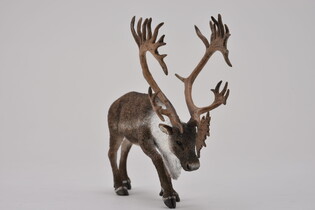 COLLECTA RENIFER TARANDUS CARIBOU 3