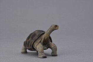COLLECTA ŻÓŁW Z WYSPY PINTA 3
