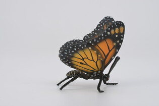 COLLECTA MOTYL KRÓLEWSKI 3