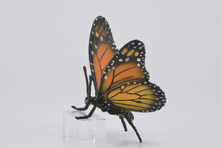 COLLECTA MOTYL KRÓLEWSKI 5