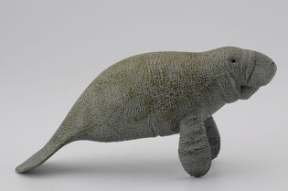 COLLECTA SŁOŃ MORSKI 4