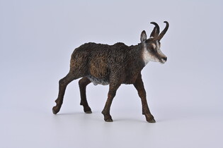COLLECTA KOZICA PÓŁNOCNA 5