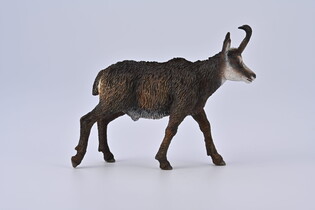 COLLECTA KOZICA PÓŁNOCNA 6