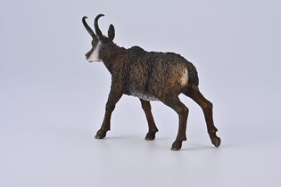 COLLECTA KOZICA PÓŁNOCNA 7
