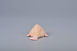 COLLECTA PSYCHOROLUTES MARCIDUS (BLOBFISH)
 6