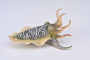 COLLECTA MĄTWA POSPOLITA 3