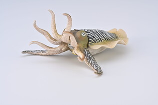 COLLECTA MĄTWA POSPOLITA 4
