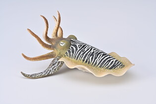 COLLECTA MĄTWA POSPOLITA 5