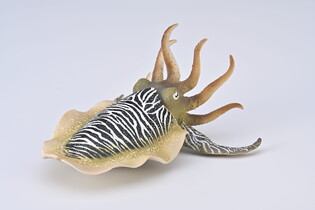 COLLECTA MĄTWA POSPOLITA 6