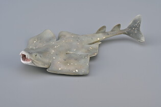 COLLECTA RASZPLA ZWYCZAJNA 3