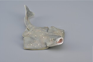 COLLECTA RASZPLA ZWYCZAJNA 4